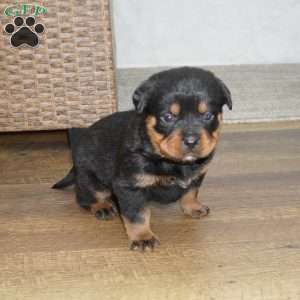 Foxy, Rottweiler Puppy